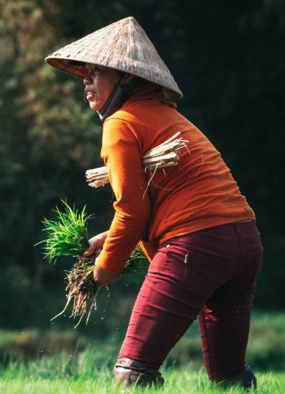 Indonesian farmer